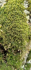 Tortella tortuosa