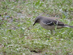 Mimus polyglottos