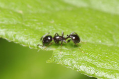 Temnothorax subditivus