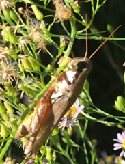 Paroxya atlantica