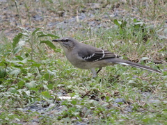 Mimus polyglottos