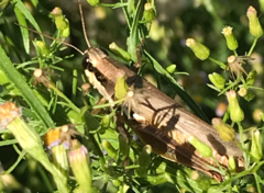 Paroxya atlantica