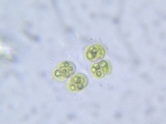 Chlorococcum