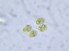Chlorococcum