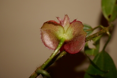 Blakea bracteata