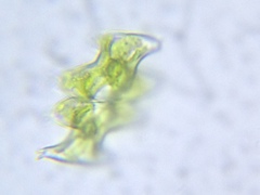 Micrasterias pinnatifida