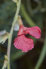 Macroptilium longepedunculatum