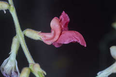 Macroptilium longepedunculatum