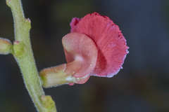 Macroptilium longepedunculatum