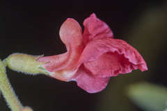 Macroptilium longepedunculatum