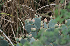 Opuntia santa-rita