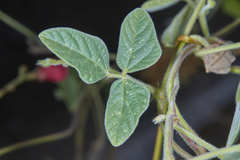 Macroptilium longepedunculatum