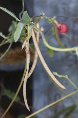 Macroptilium longepedunculatum