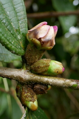 Blakea cutucuensis