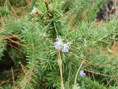 Salvia rosmarinus