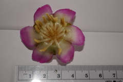 Blakea cutucuensis
