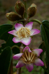 Blakea cutucuensis