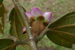 Blakea cutucuensis