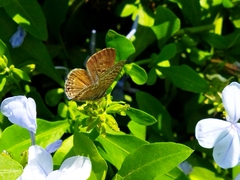 Leptotes trigemmatus