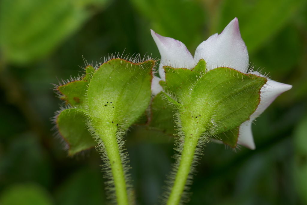 Blakea glandulosa