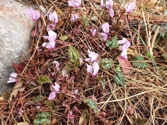 Cyclamen graecum
