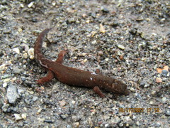 Lepidoblepharis