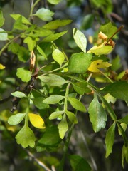Bursera laxiflora