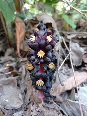 Bdallophytum americanum
