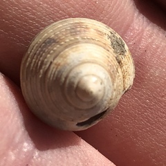 Calliostoma euglyptum