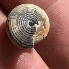 Calliostoma euglyptum
