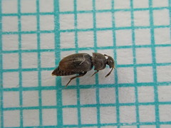 Ptomaphagus