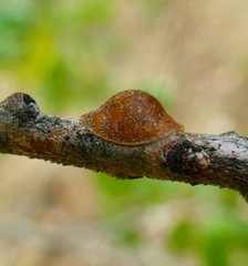Parthenolecanium quercifex
