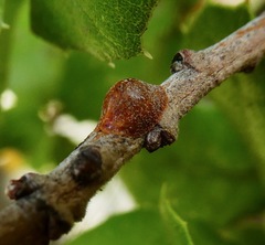 Parthenolecanium quercifex