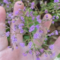 Carphephorus odoratissimus