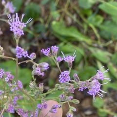 Carphephorus odoratissimus