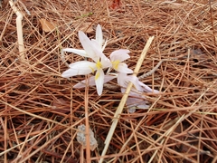 Colchicum baytopiorum
