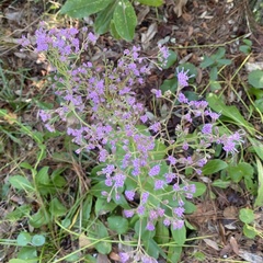 Carphephorus odoratissimus