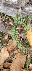 Asplenium trichomanes