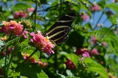 Heliconius charithonia vazquezae