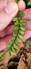 Asplenium trichomanes