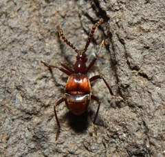 Ceophyllus monilis
