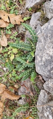 Asplenium ceterach