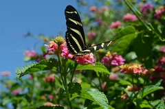 Heliconius charithonia vazquezae