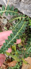 Asplenium ceterach