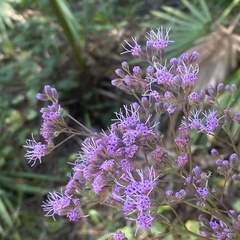 Carphephorus odoratissimus