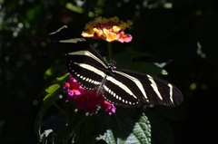 Heliconius charithonia vazquezae