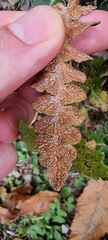 Asplenium ceterach
