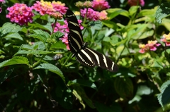 Heliconius charithonia vazquezae