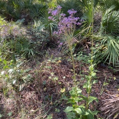 Carphephorus odoratissimus