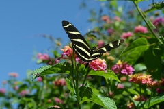 Heliconius charithonia vazquezae